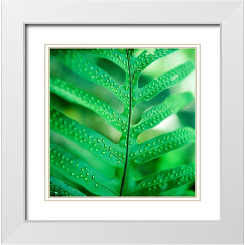 Fiddlehead Fern White Modern Wood Framed Art Print with Double Matting by Stefko, Bob