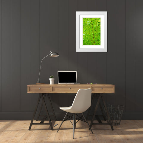 Horsetail Plant White Modern Wood Framed Art Print with Double Matting by Stefko, Bob