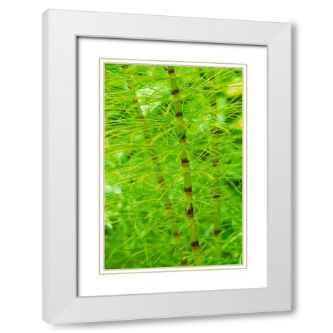 Horsetail Plant White Modern Wood Framed Art Print with Double Matting by Stefko, Bob