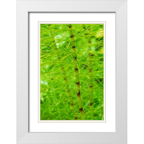 Horsetail Plant White Modern Wood Framed Art Print with Double Matting by Stefko, Bob