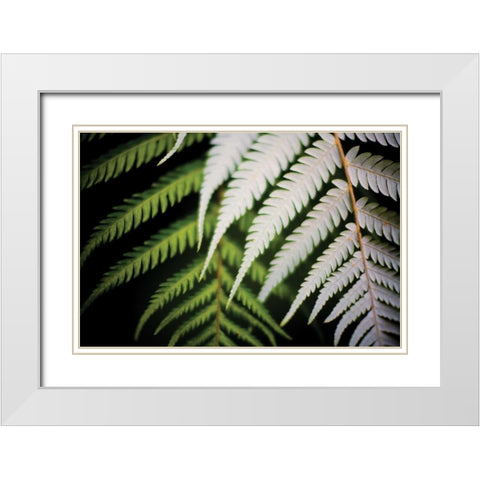 Silver Tree Fern I White Modern Wood Framed Art Print with Double Matting by Stefko, Bob