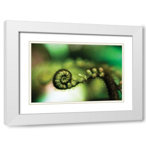 Black Tree Fern I White Modern Wood Framed Art Print with Double Matting by Stefko, Bob
