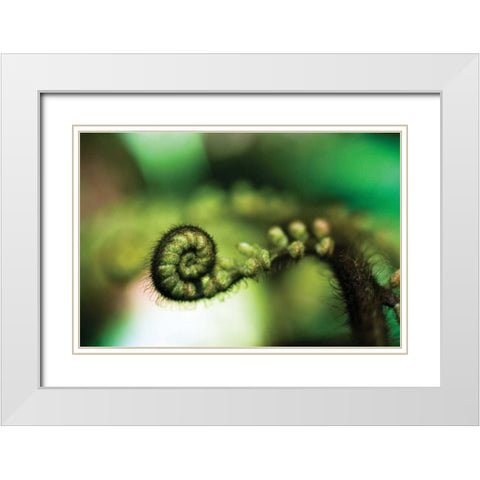Black Tree Fern I White Modern Wood Framed Art Print with Double Matting by Stefko, Bob