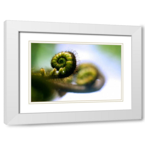 Black Tree Fern II White Modern Wood Framed Art Print with Double Matting by Stefko, Bob