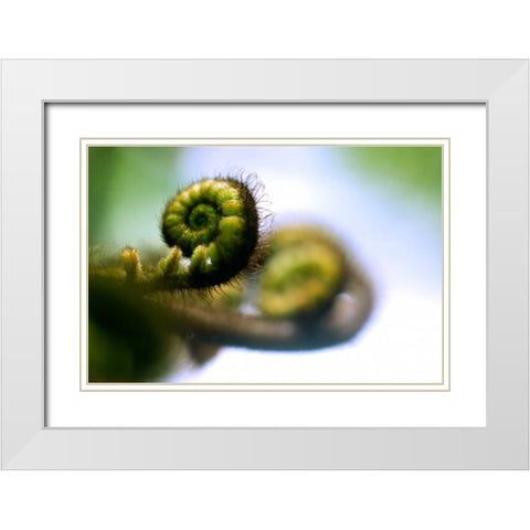Black Tree Fern II White Modern Wood Framed Art Print with Double Matting by Stefko, Bob