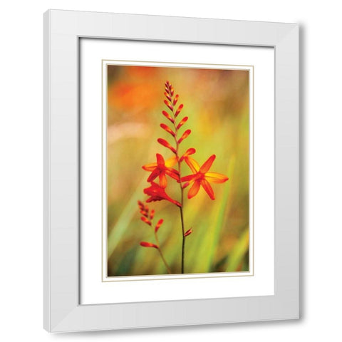 Emberglow Crososmia I White Modern Wood Framed Art Print with Double Matting by Stefko, Bob