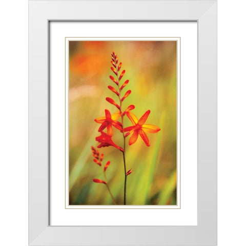 Emberglow Crososmia I White Modern Wood Framed Art Print with Double Matting by Stefko, Bob