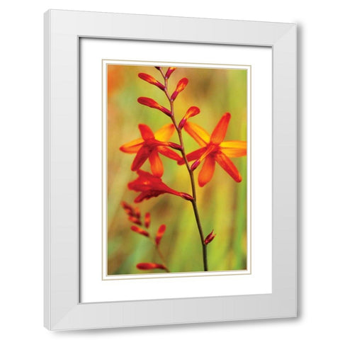Emberglow Crososmia II White Modern Wood Framed Art Print with Double Matting by Stefko, Bob