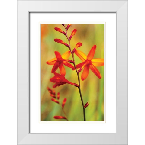 Emberglow Crososmia II White Modern Wood Framed Art Print with Double Matting by Stefko, Bob