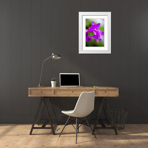 Purple Orchid I White Modern Wood Framed Art Print with Double Matting by Stefko, Bob