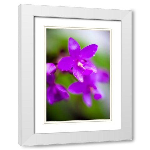 Purple Orchid I White Modern Wood Framed Art Print with Double Matting by Stefko, Bob