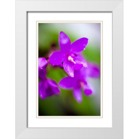 Purple Orchid I White Modern Wood Framed Art Print with Double Matting by Stefko, Bob