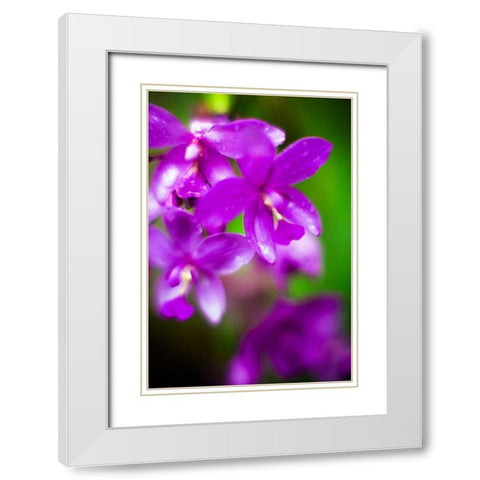 Purple Orchid II White Modern Wood Framed Art Print with Double Matting by Stefko, Bob