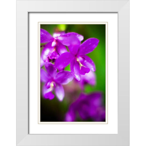Purple Orchid II White Modern Wood Framed Art Print with Double Matting by Stefko, Bob