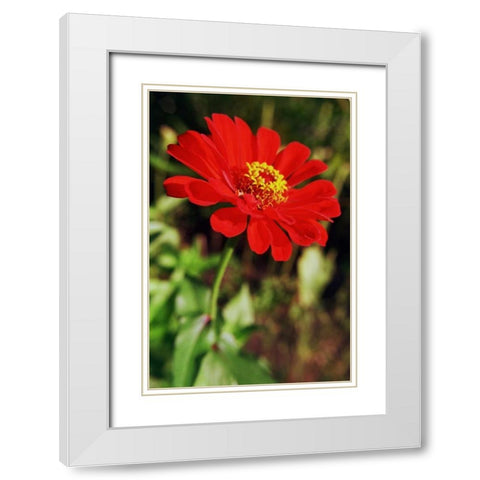 Red and Green I White Modern Wood Framed Art Print with Double Matting by Stefko, Bob