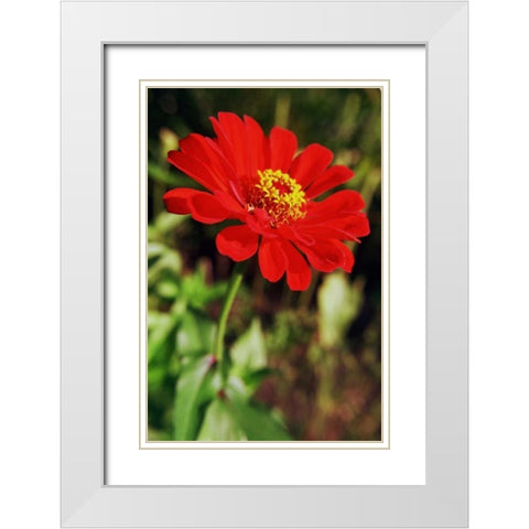 Red and Green I White Modern Wood Framed Art Print with Double Matting by Stefko, Bob
