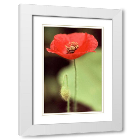 Red and Green II White Modern Wood Framed Art Print with Double Matting by Stefko, Bob