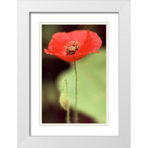 Red and Green II White Modern Wood Framed Art Print with Double Matting by Stefko, Bob