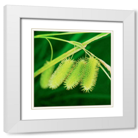 Simple Organics III White Modern Wood Framed Art Print with Double Matting by Stefko, Bob