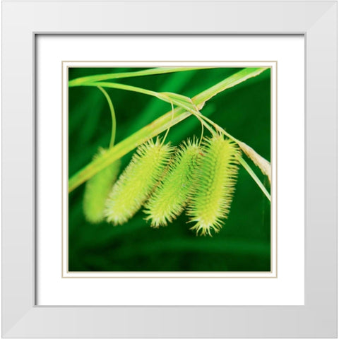 Simple Organics III White Modern Wood Framed Art Print with Double Matting by Stefko, Bob