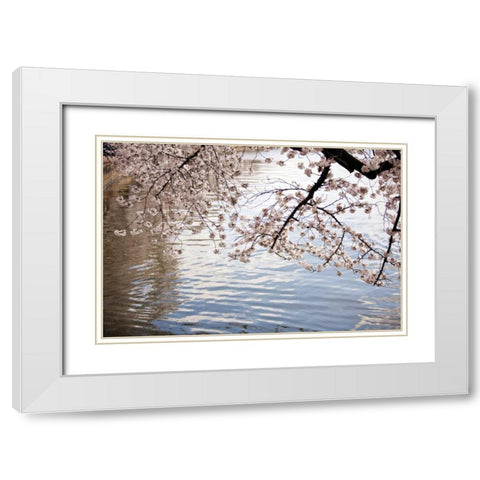 Cherry Blossoms I White Modern Wood Framed Art Print with Double Matting by Stefko, Bob