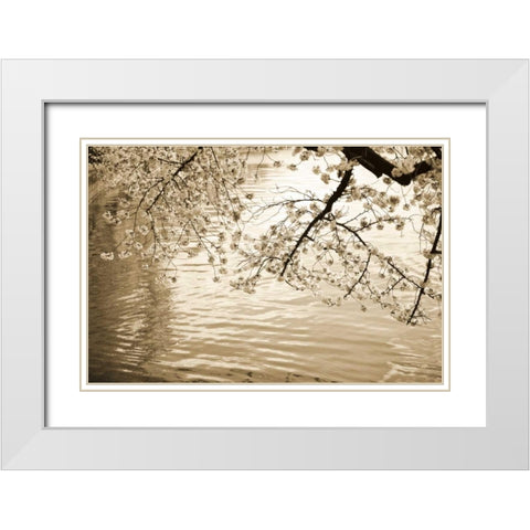 Sepia Cherry Blossoms I White Modern Wood Framed Art Print with Double Matting by Stefko, Bob
