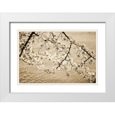 Sepia Cherry Blossoms II White Modern Wood Framed Art Print with Double Matting by Stefko, Bob