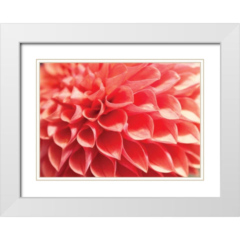 Coral Funnel Dahlia White Modern Wood Framed Art Print with Double Matting by Styber, Dana