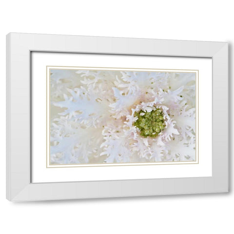 Green Ornamental II White Modern Wood Framed Art Print with Double Matting by Styber, Dana