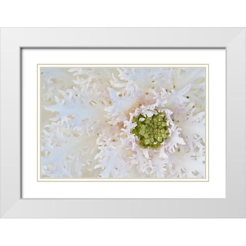 Green Ornamental II White Modern Wood Framed Art Print with Double Matting by Styber, Dana