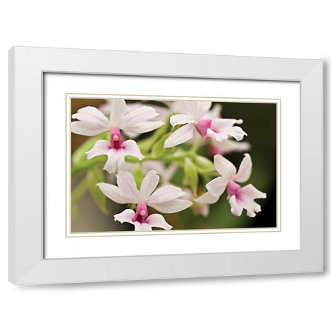 Pink Lips White Modern Wood Framed Art Print with Double Matting by Styber, Dana