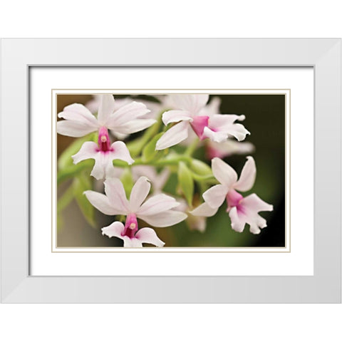 Pink Lips White Modern Wood Framed Art Print with Double Matting by Styber, Dana