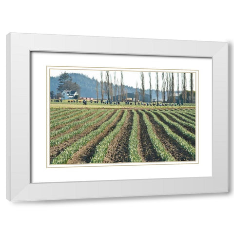 Daffodil Harvest I White Modern Wood Framed Art Print with Double Matting by Styber, Dana