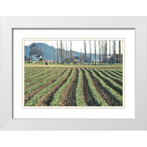 Daffodil Harvest I White Modern Wood Framed Art Print with Double Matting by Styber, Dana
