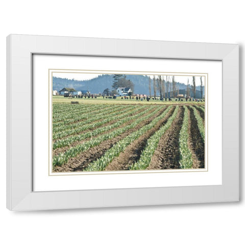 Daffodil Harvest II White Modern Wood Framed Art Print with Double Matting by Styber, Dana