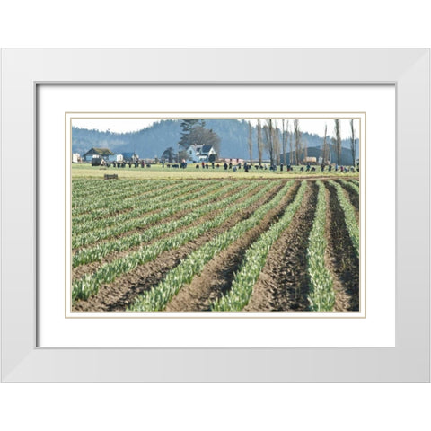 Daffodil Harvest II White Modern Wood Framed Art Print with Double Matting by Styber, Dana