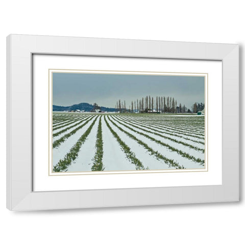 Snowy Daffodils I White Modern Wood Framed Art Print with Double Matting by Styber, Dana