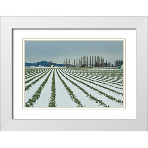 Snowy Daffodils I White Modern Wood Framed Art Print with Double Matting by Styber, Dana