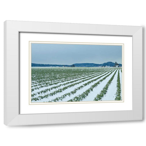 Snowy Daffodils II White Modern Wood Framed Art Print with Double Matting by Styber, Dana
