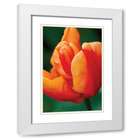 Emperor Tulip II White Modern Wood Framed Art Print with Double Matting by Styber, Dana