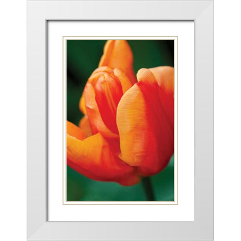 Emperor Tulip II White Modern Wood Framed Art Print with Double Matting by Styber, Dana