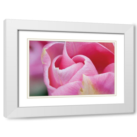 Pink Tulip I White Modern Wood Framed Art Print with Double Matting by Styber, Dana
