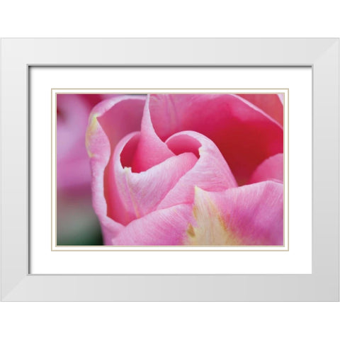 Pink Tulip I White Modern Wood Framed Art Print with Double Matting by Styber, Dana