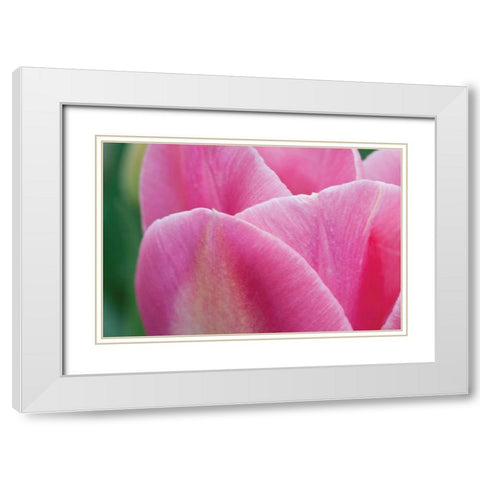 Pink Tulip II White Modern Wood Framed Art Print with Double Matting by Styber, Dana