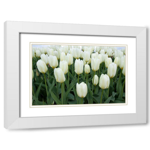 White Tulips I White Modern Wood Framed Art Print with Double Matting by Styber, Dana