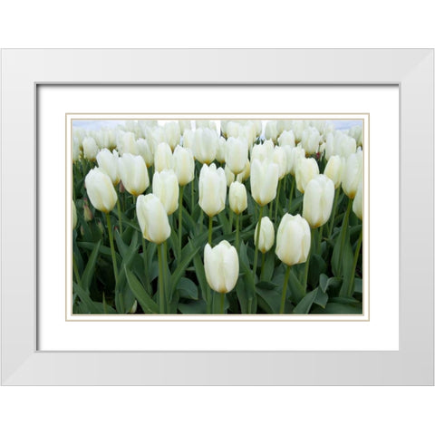White Tulips I White Modern Wood Framed Art Print with Double Matting by Styber, Dana