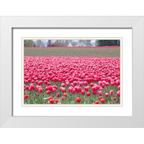 Pink Tulip Hill White Modern Wood Framed Art Print with Double Matting by Styber, Dana