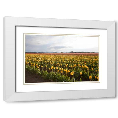 Tulips at Sunset I White Modern Wood Framed Art Print with Double Matting by Styber, Dana
