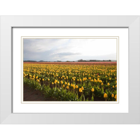 Tulips at Sunset I White Modern Wood Framed Art Print with Double Matting by Styber, Dana