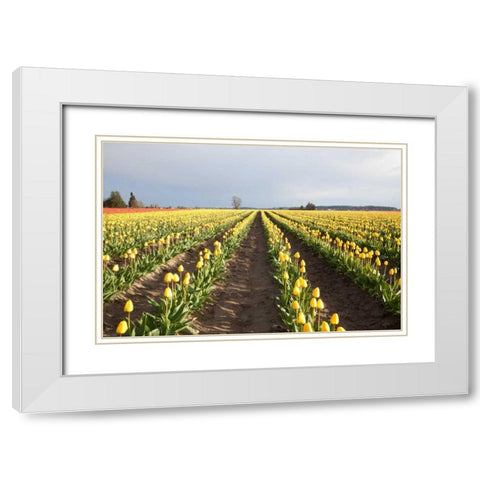 Tulips at Sunset II White Modern Wood Framed Art Print with Double Matting by Styber, Dana